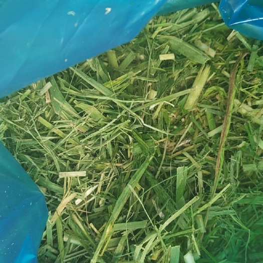 武宣县新鲜甘蔗尾