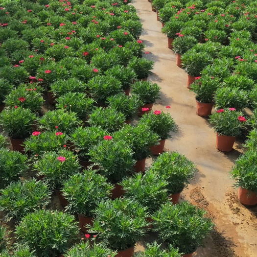 玛格丽特  玛格丽特种植销售