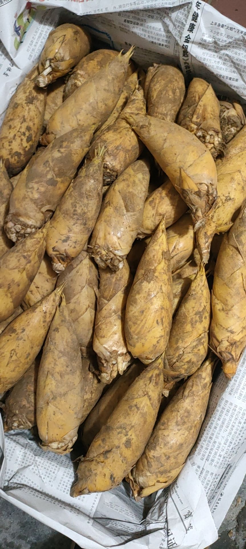 冬笋(2023年)  3两起 除根笋  一手货源 批发