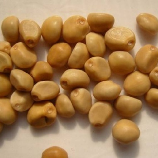 灵川县拐子豆  金丝葫芦  华佗豆