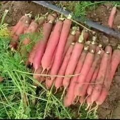 大荔县陕西大荔基地胡萝卜正在热卖中，一手货源，价格美丽……