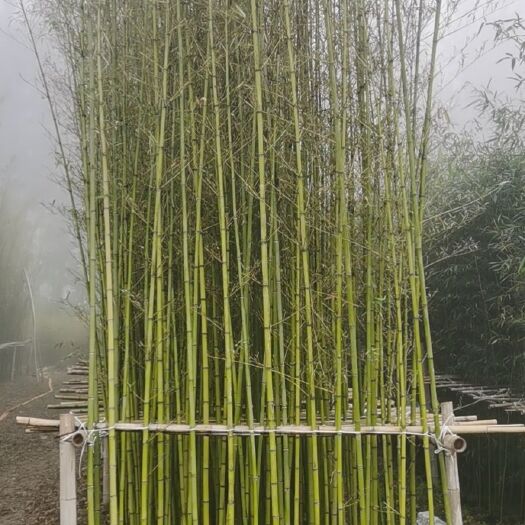 金湖县竹子杯苗