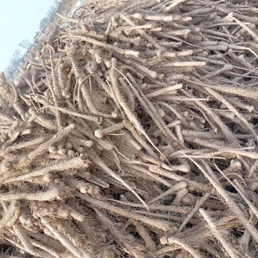 灵宝市山药下脚料