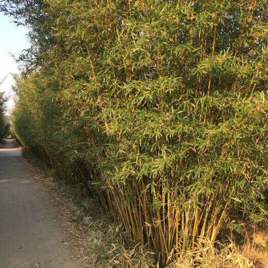 金湖县慈孝竹