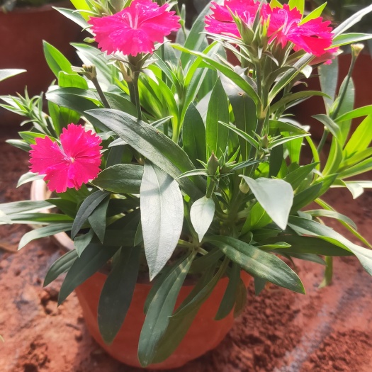 宜良县石竹  石竹130红盆  石竹种植销售