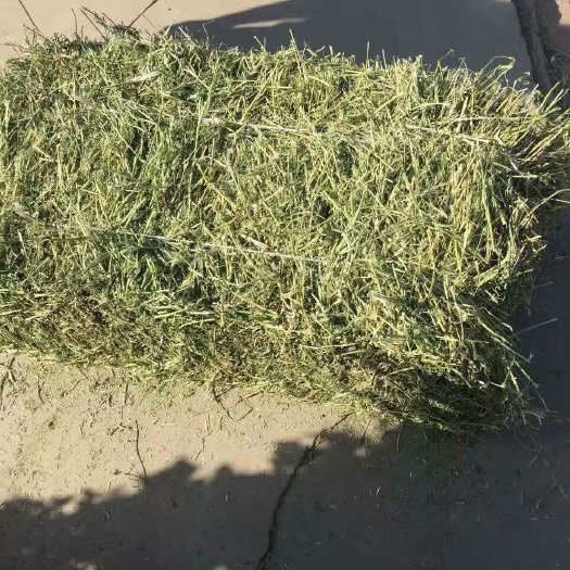 宁波西班牙一级苜蓿草