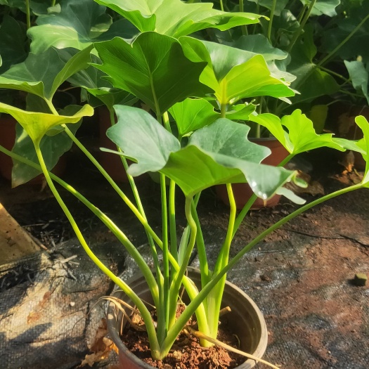 宜良县春羽  云南春羽一手货源  春羽种植销售