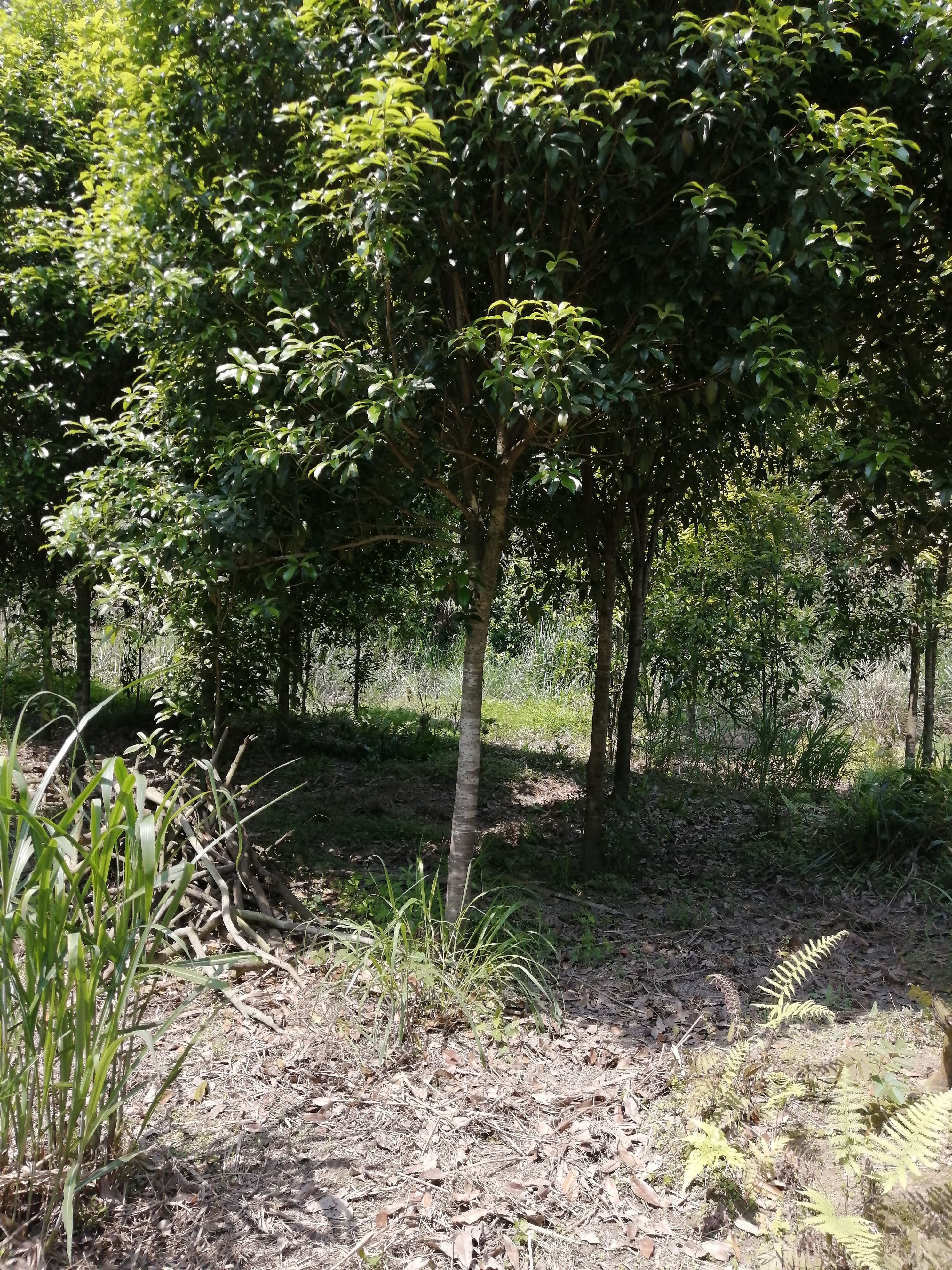 米径9一10公分八月桂（金桂，银桂，丹桂）