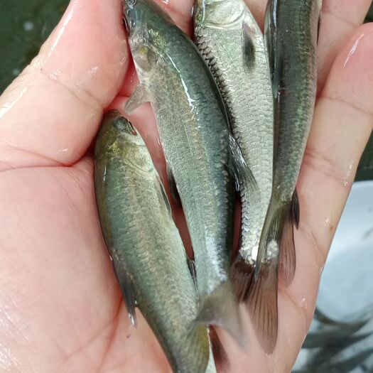 广州青鱼苗，螺蛳青鱼苗，价格美丽，一手货源，产地直供，欢迎订购