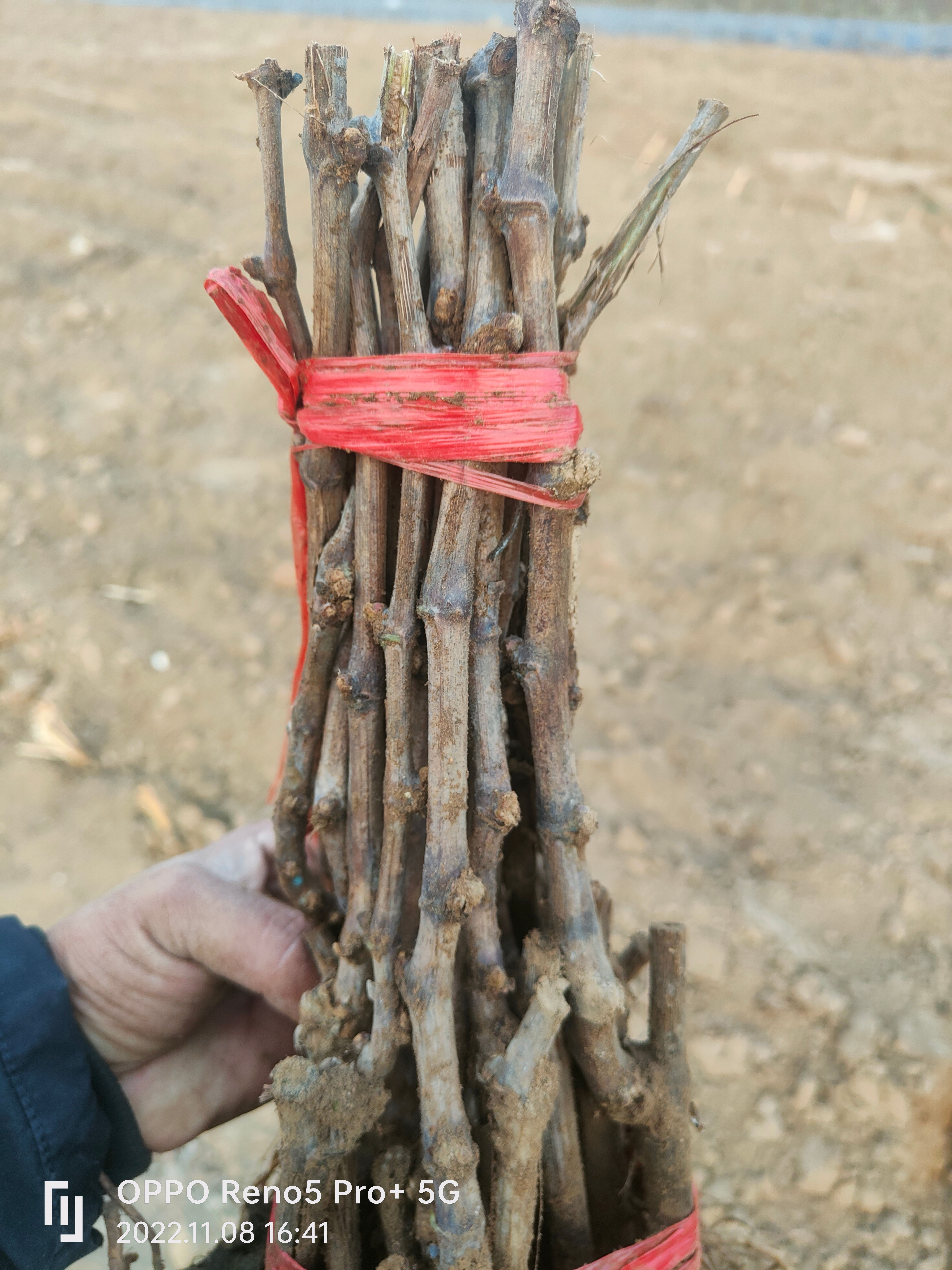 紫甜无核a17葡萄苗