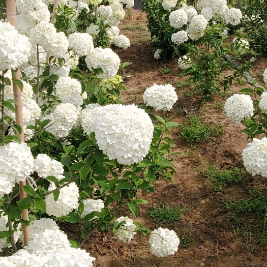 郯城县中华木绣球（斗球）三年大苗高度1.5-1.8米
