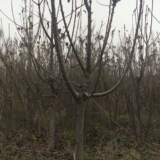 万荣县蜜枣樱桃树
