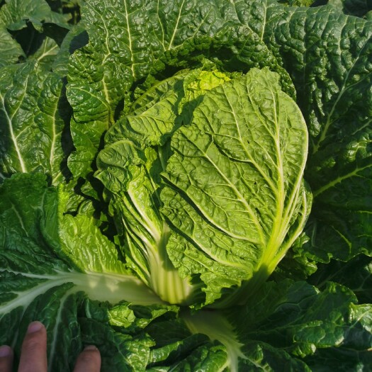 兰陵县大白菜100亩基地 质量超好 4567的菜