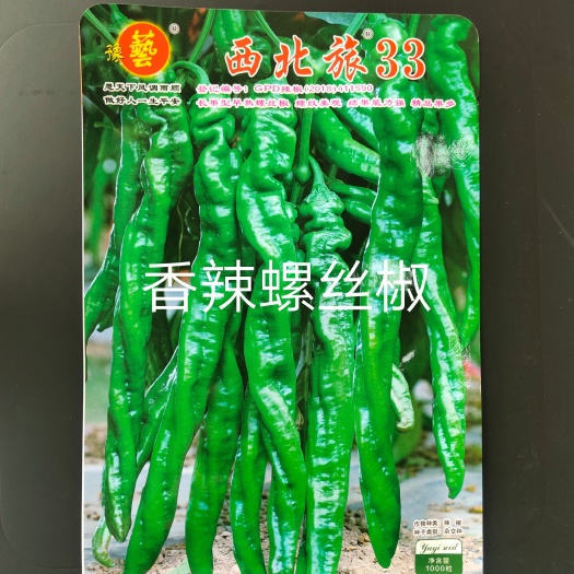 扶沟县西北旅33螺丝椒种子长果型早熟结果能力多长35厘米椒形好