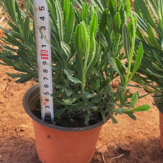 薰衣草  薰衣草红盆  薰衣草种植销售