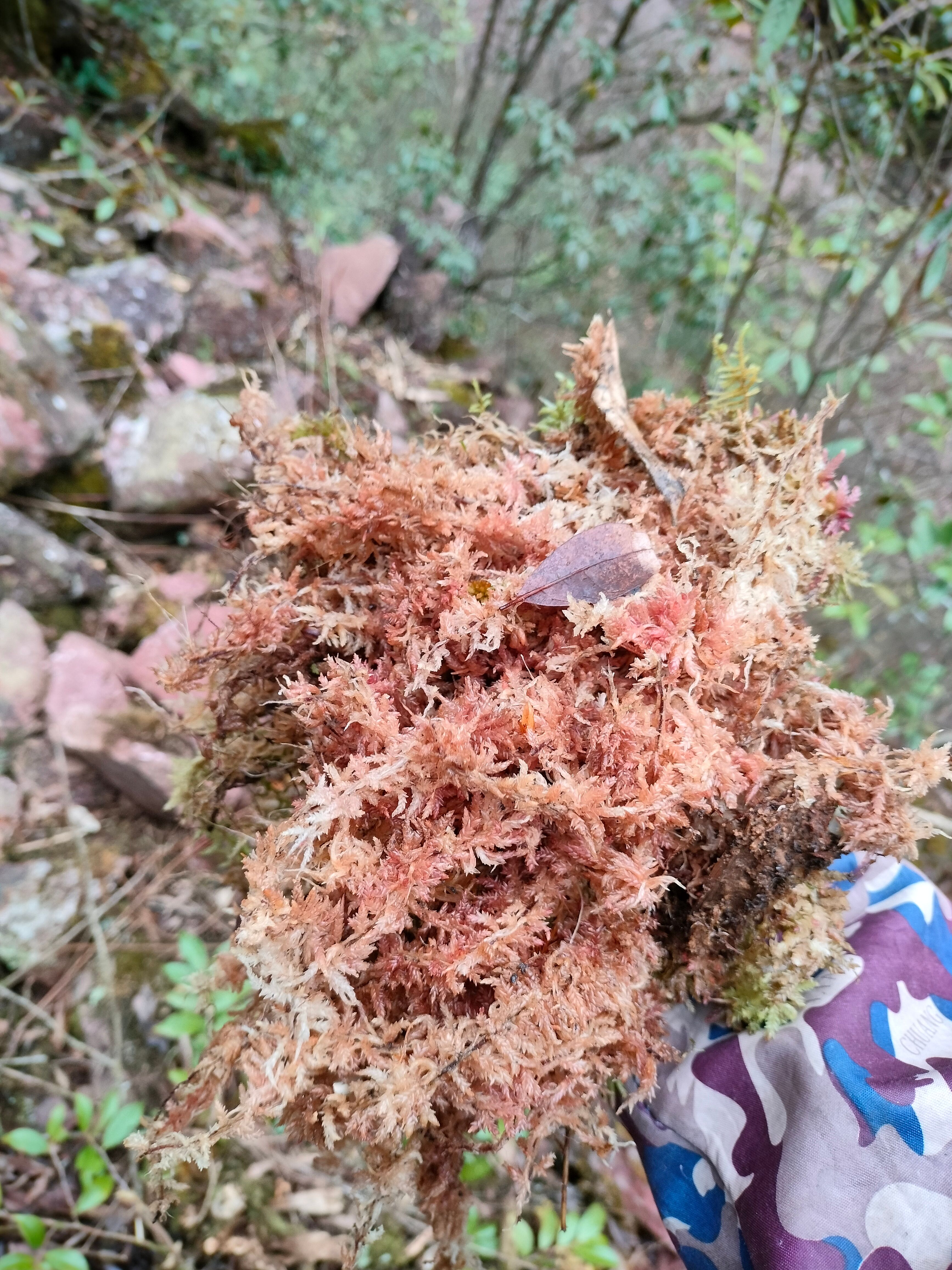 水苔，学名海花草