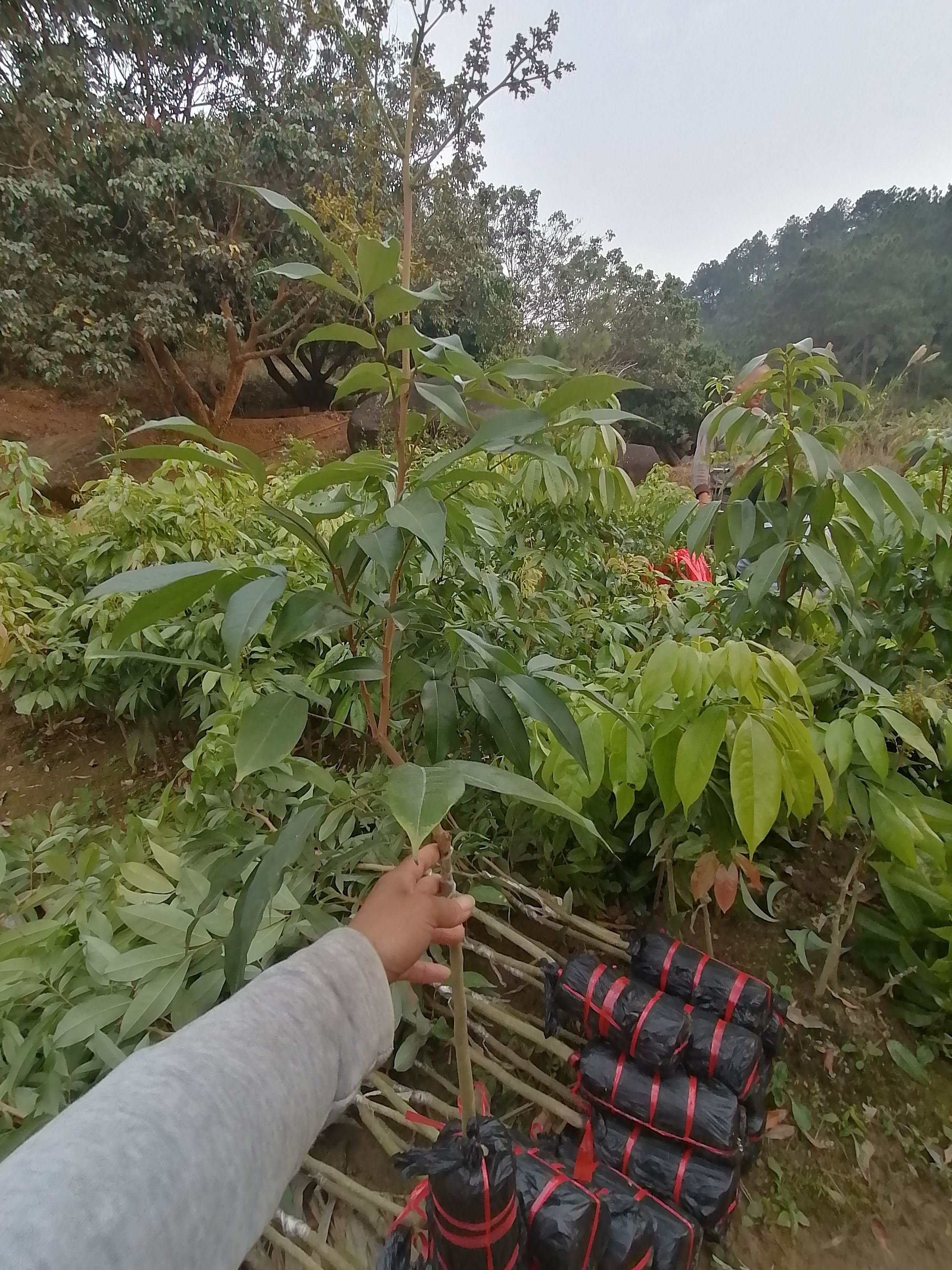 妃子笑荔枝苗两年苗嫁接苗带土带叶南北方种植可盆栽地栽庭院种植