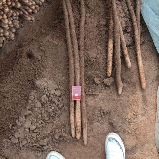 临漳县铁棍山药，沙土货，40公分起不封顶…一手货源，产地发货