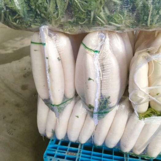 保定白萝卜，