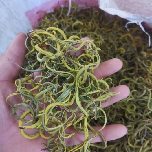 木里县无渣无根，化石草