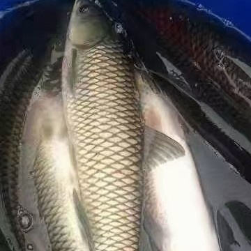 湘阴县草鱼8－13斤！