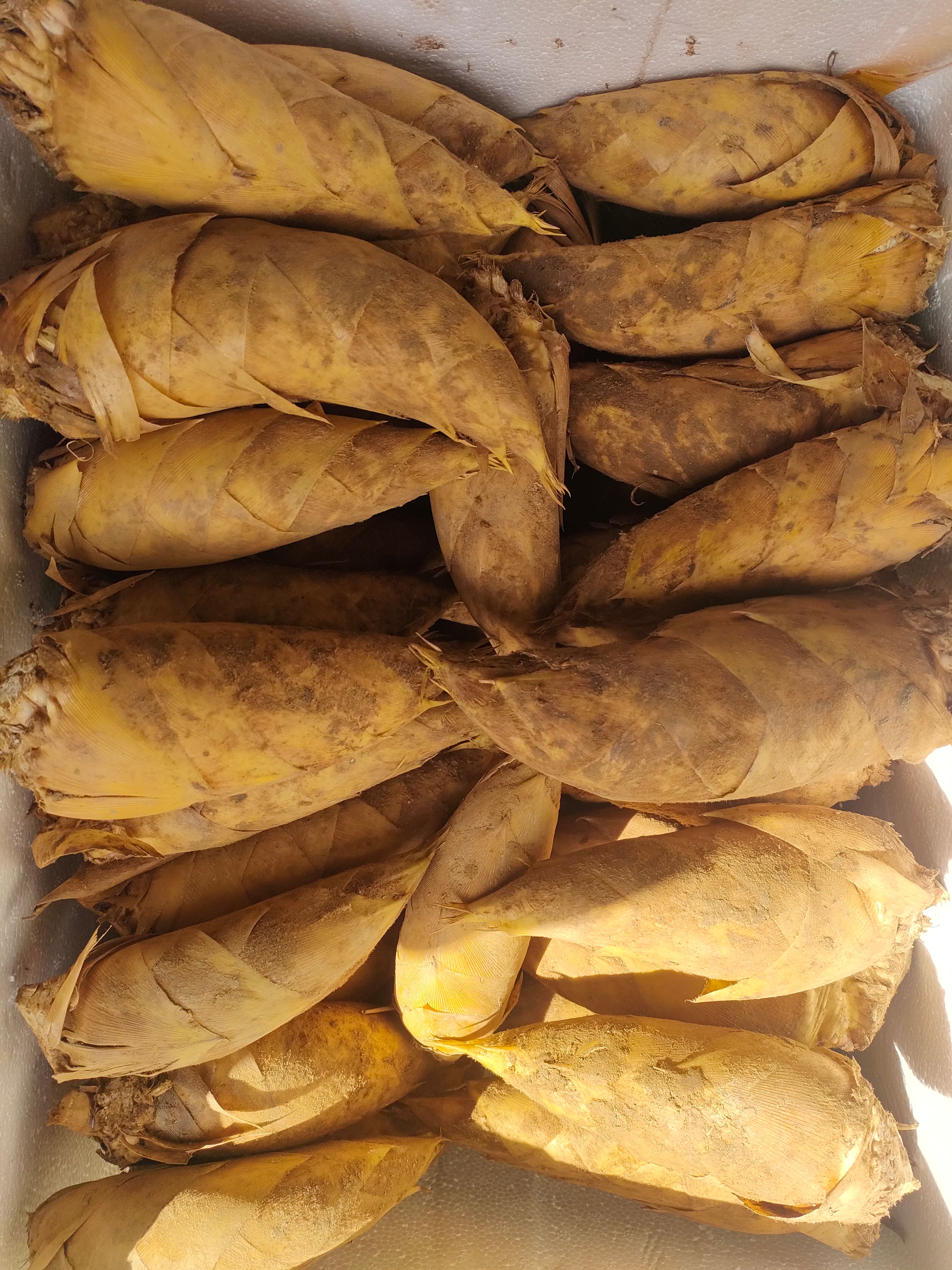 冬笋(2023年)  3两起 除根笋  一手货源 批发