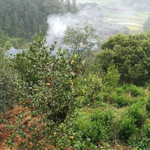 黎平县茶籽