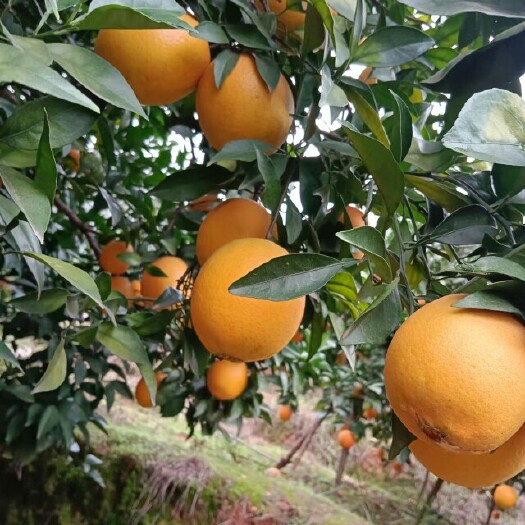 赣州江西赣南脐橙果园直发橙子大量批发量大谈价