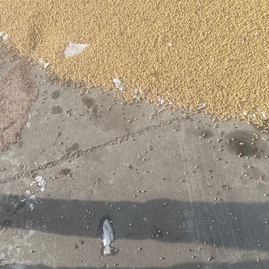 嘉荫县黄大豆