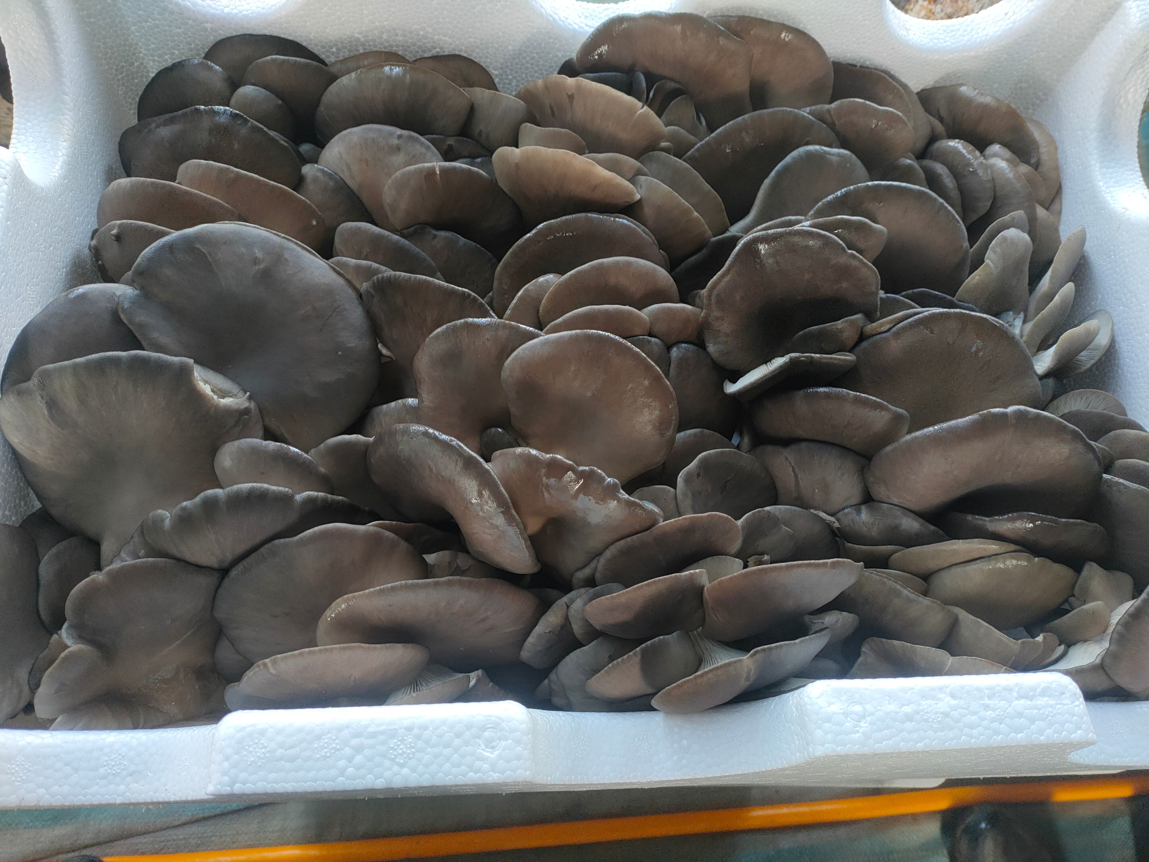 鲜平菇，大量供应