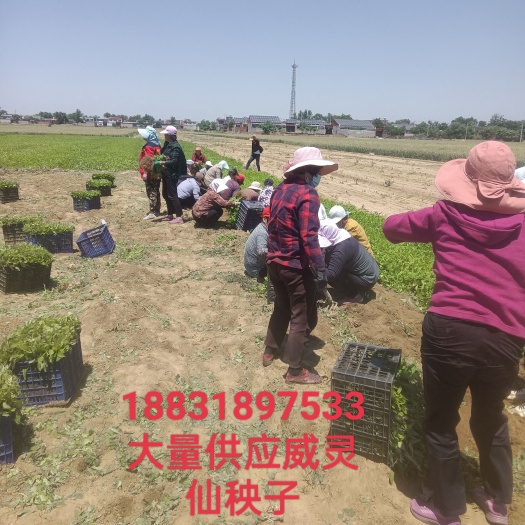 安国市威灵仙秧苗
