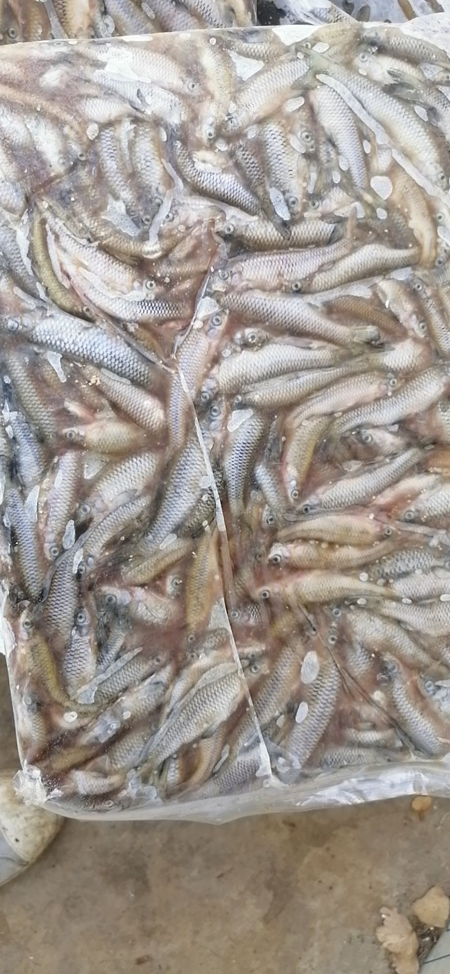 麦穗鱼杀肚