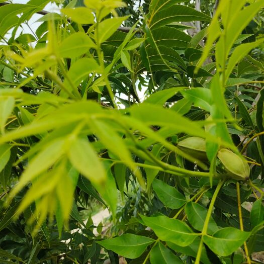 信阳碧根果树苗销售