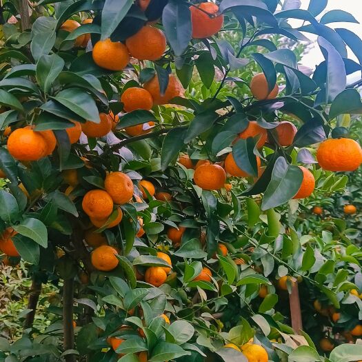 麻栗坡县口感好 糖度高 皮薄 果面干净