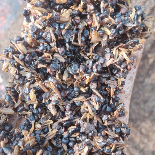 清香型白酒糟，又名高粱酒糟，