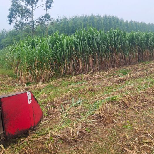 来宾青贮料，苣茵草、甘蔗尾