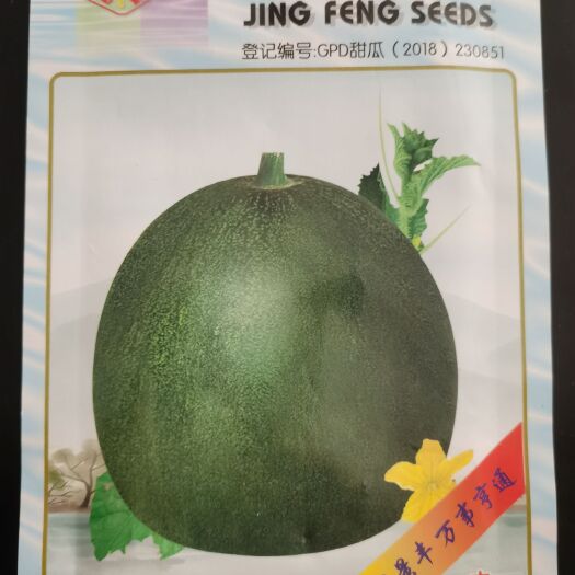 南阳甜瓜种子  景丰 景甜香翠3号