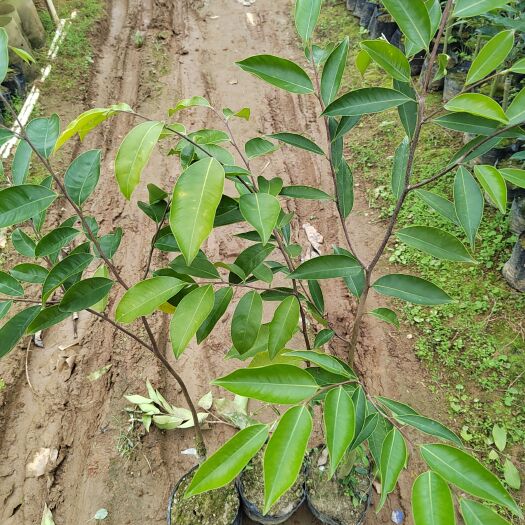 茂名沉香嫁接棋楠