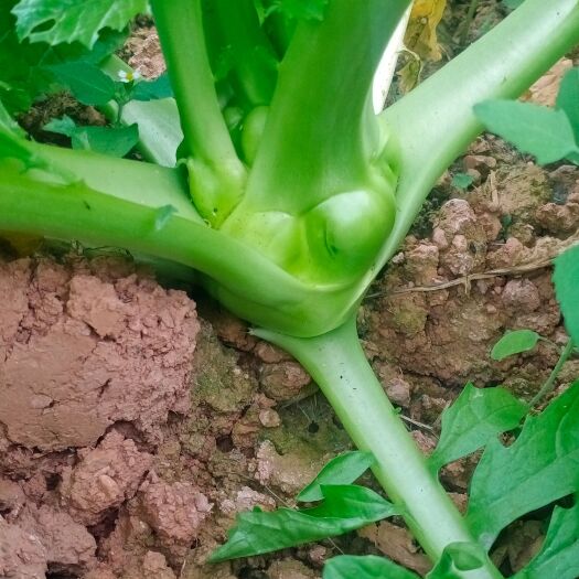 德阳榨菜棒菜儿菜涪陵榨菜