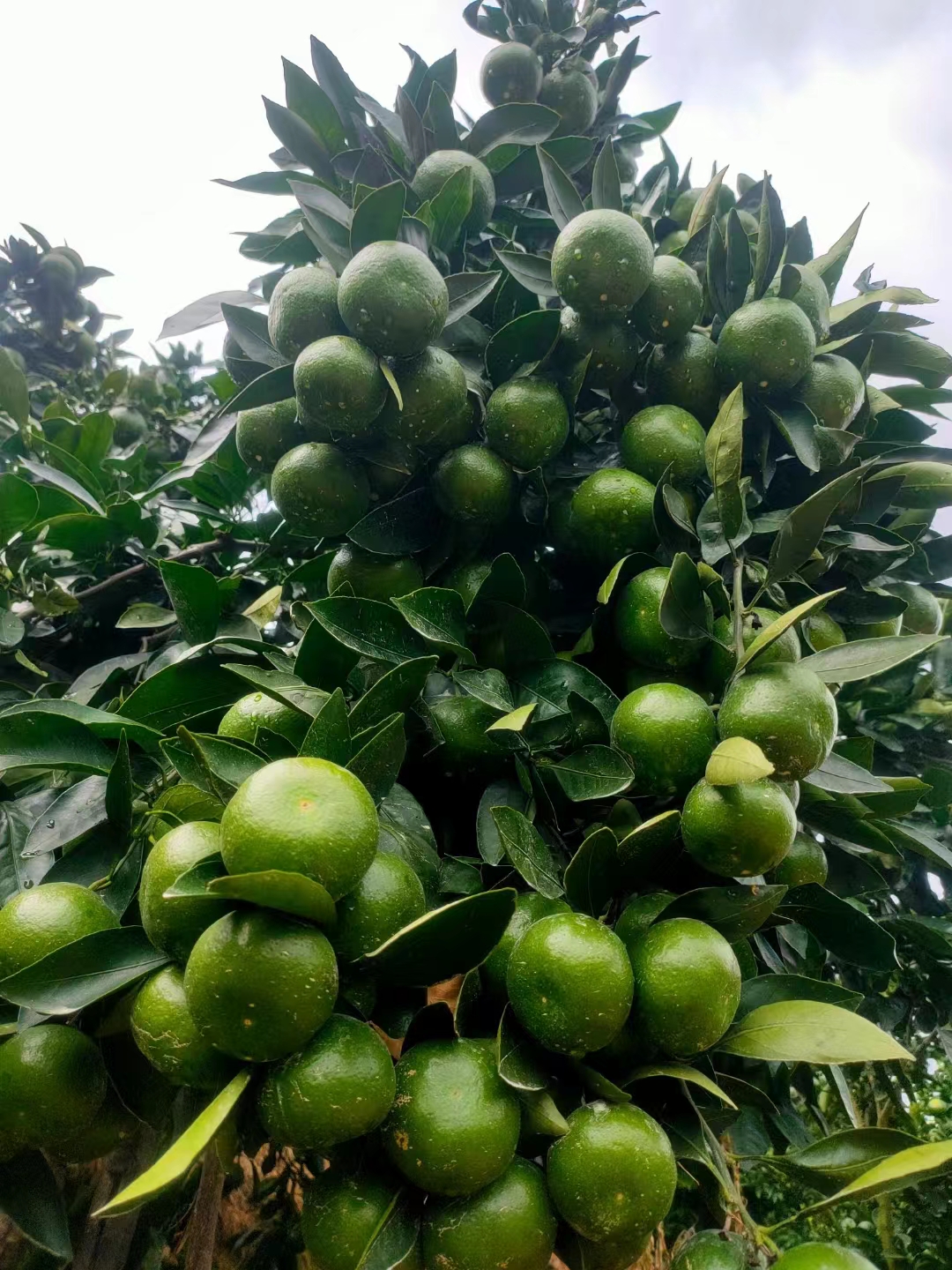 熊紅華的店