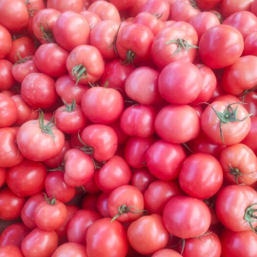 海阳普罗旺斯西红柿，大量供应普罗旺斯西红柿，质量好，口感很好