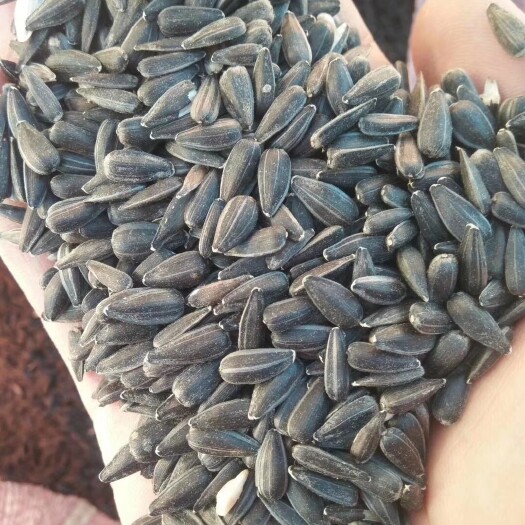 特克斯县新疆本地油葵籽，出净油42--45个，水分8个左右保质保量