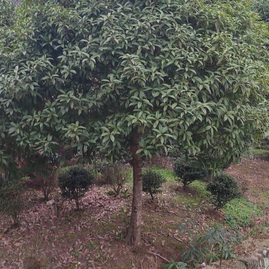 石柱桂花之乡：金桂8-- 15公分（优等）规格货源齐全