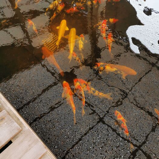 韶关锦鲤