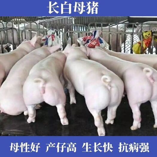 纯种新美系大约克母猪英系大白高产母猪仔法系长白母猪原种小母猪