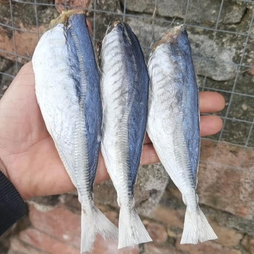 北海巴浪鱼干 鱼干