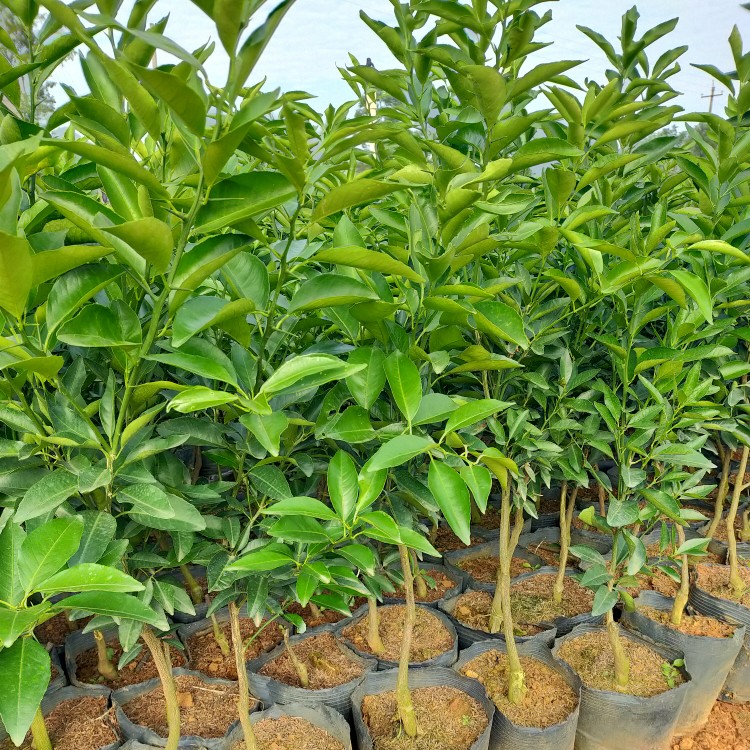 沃柑苗 杯苗袋苗 0.5~1米