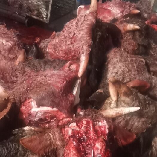 大厂县出售东北育肥公牛头不带牛舌头不带脖头肉