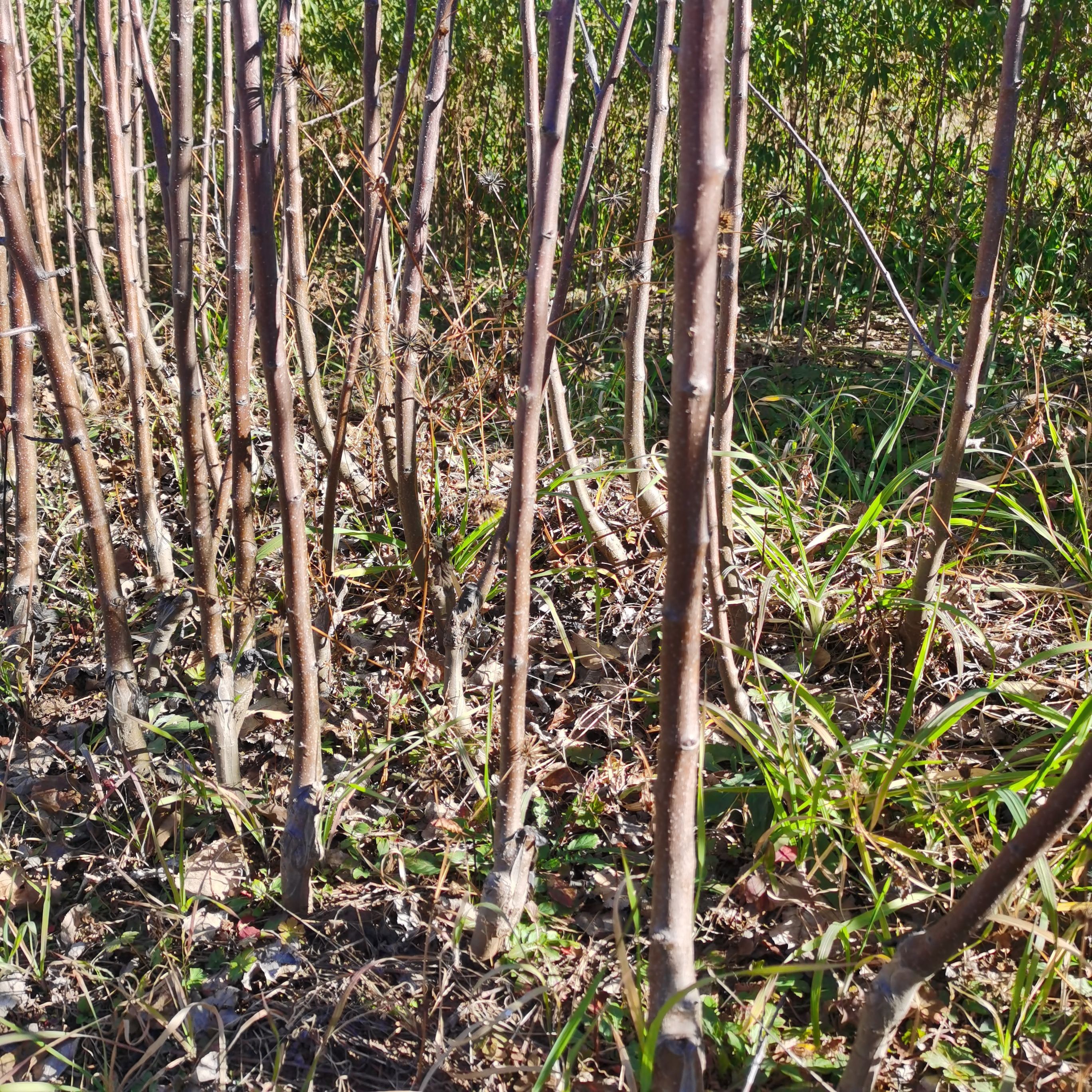 丽江苹果苗 云南苹果苗 糖心苹果苗