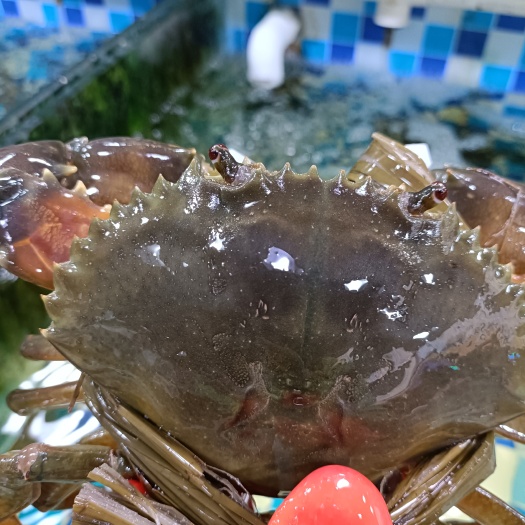 阳江膏蟹